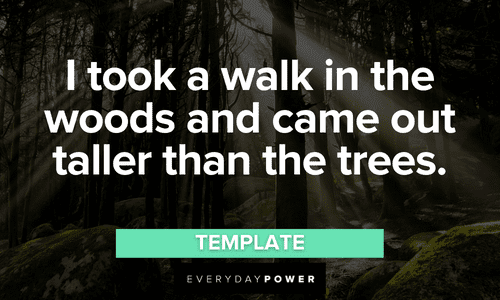 Forest quotes about walking in the woods
