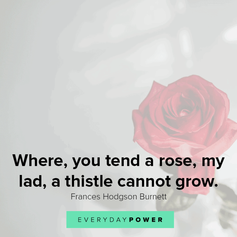 Rose quotes to brighten your day