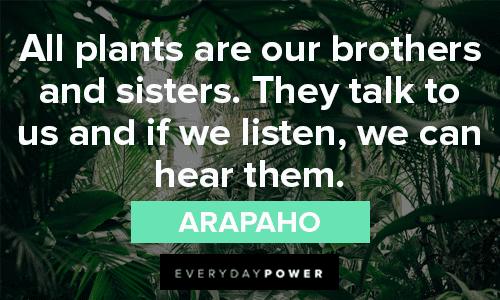 Native American quotes about plants