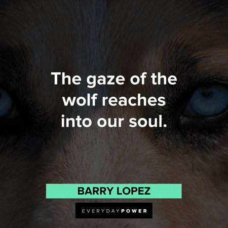 the gaze of the Wolf Quotes