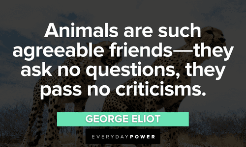 beautiful Forest quotes about animals