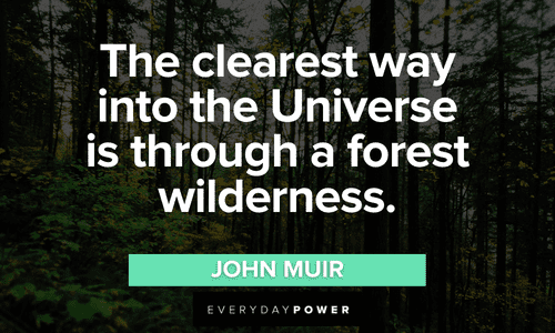 Forest quotes about the wilderness