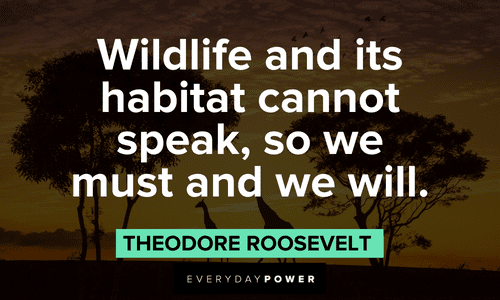 teddy roosevelt hunting quotes