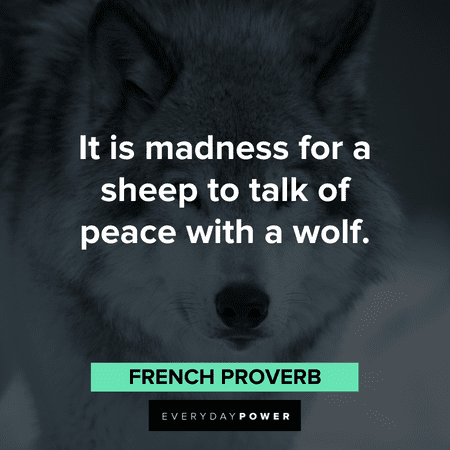 short Wolf Quotes and proverbs