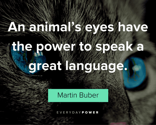Pet Quotes about animal eyes