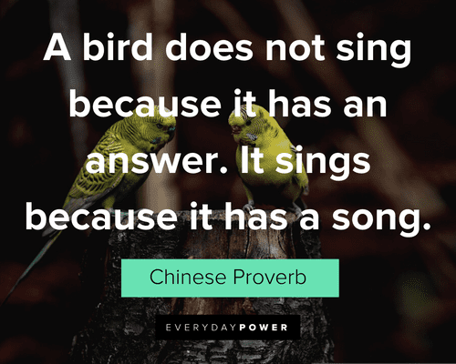 Pet Quotes about birds singing