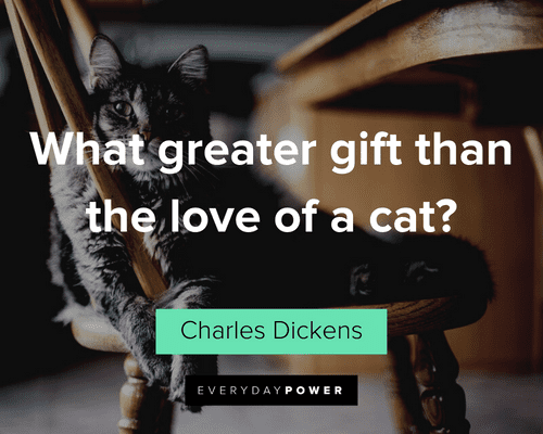 Pet Quotes about cats love