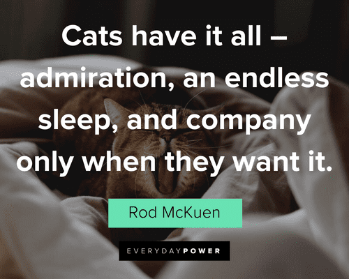 Pet Quotes about cats