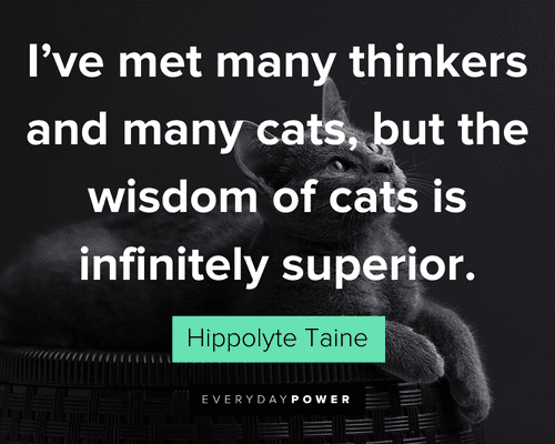 Pet Quotes about cat wisdom