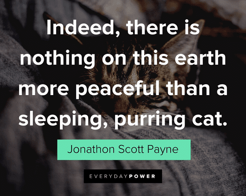 Pet Quotes about cats sleeping