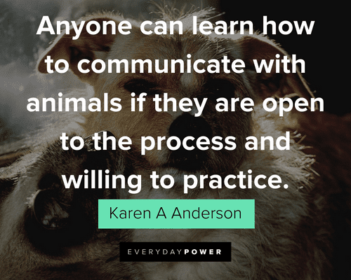 Pet Quotes about communication with animals