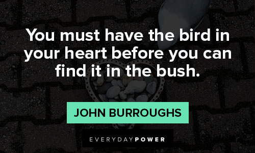 Bird Quotes About Hearts