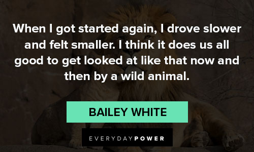 animal quotes about wild animal