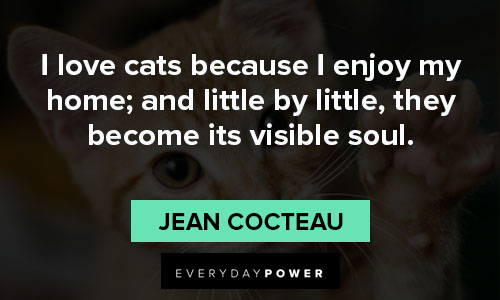 cat quotes that are too perfect for words