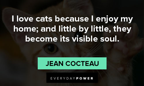 cat quotes and sayings