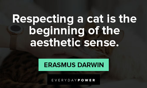 Cat quotes to respecting a cat is the beginning og the aesthetic sense