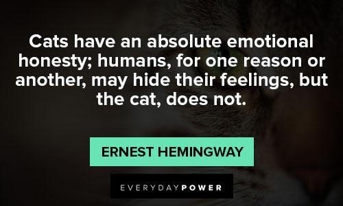 cat quotes about honesty