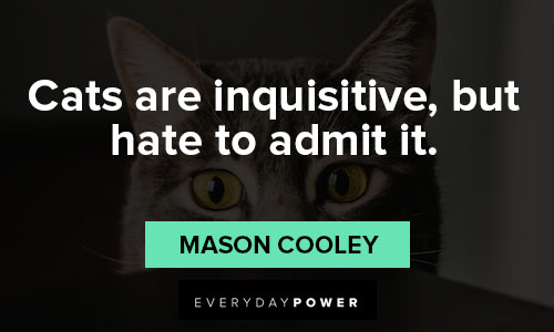 Cat quotes that prove how awesome they really are