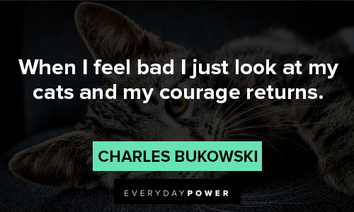 cat quotes about my courage returns
