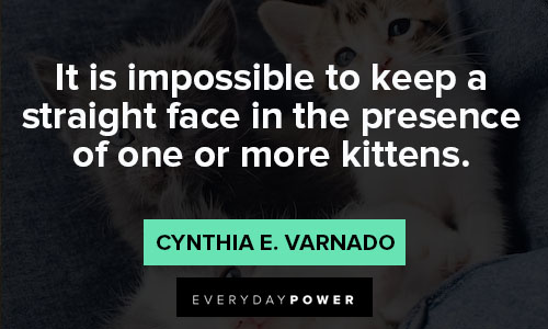 cat quotes about it is impossible to keep a straight face in the presence of one or more kittens