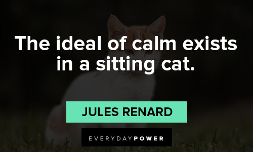 cat quotes about the ideal of calm exists in a sitting cat