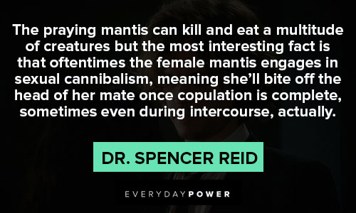 Dr. Spencer Reid quotes that oftentimes the female mantis engages in sexual cannibalism