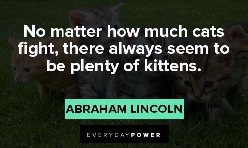 happy anniversary quotes on kittens