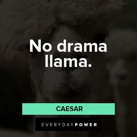 llama quotes about no drama