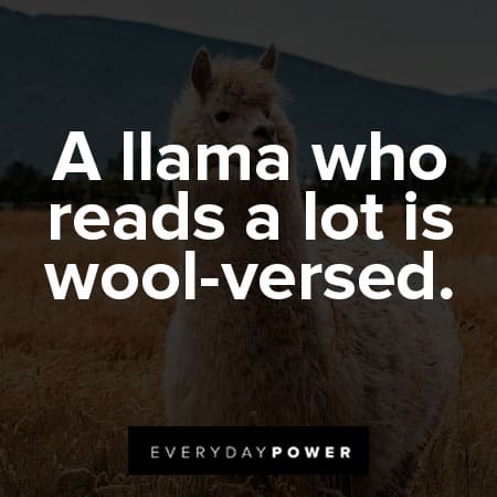 llama quotes about who reads a lot is wool versed