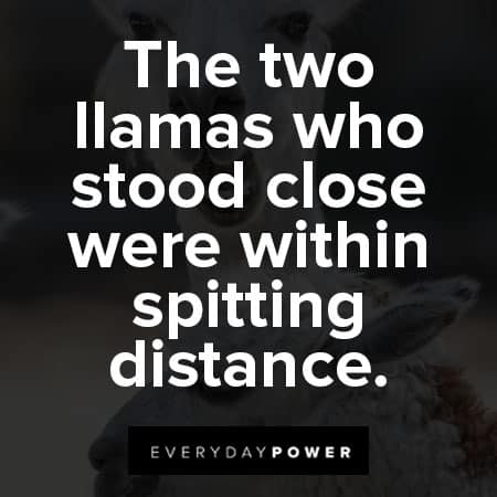 llama quotes about the two llamas who stood close were within spitting distance