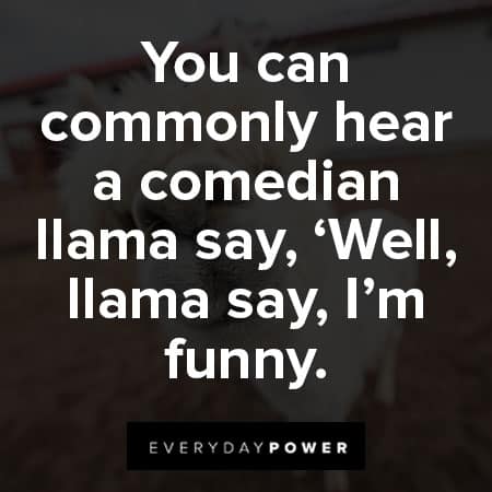 llama quotes about commonly hear a comedian