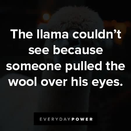 llama quotes about the llama couldn't see because someone pulled the wool over his eyes