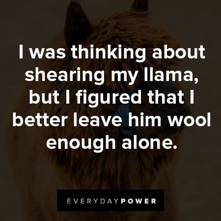 llama quotes about shearing my llama