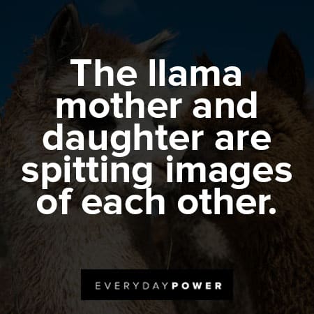 llama quotes about the llama mother and daughter are spitting images of each other