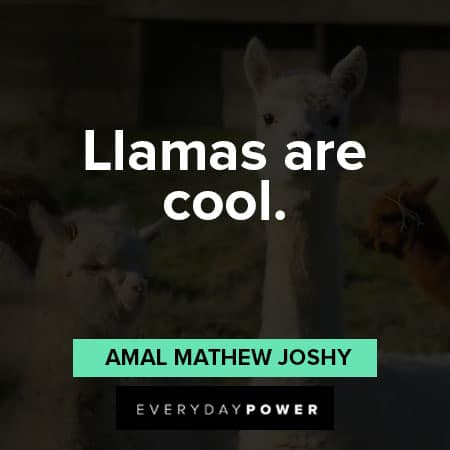 llama quotes on Liams are cool