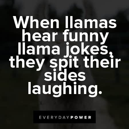 llama quotes when llamas hear funny llama jokes