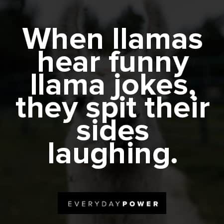 funny llama jokes