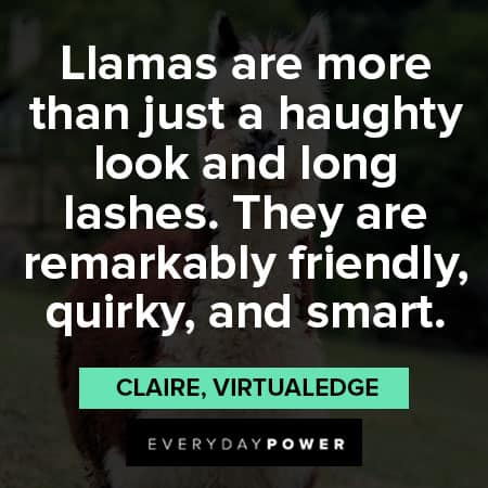 friendly llama quotes