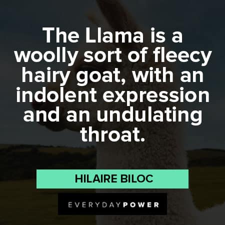 llama quotes with an indolent expression