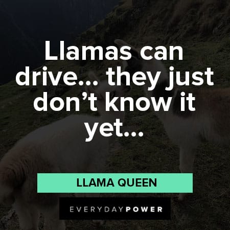llama quotes Liams can drive...they just don't know it yet...