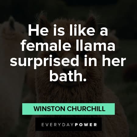 llama quotes about he is like a female llama surprised in her bath