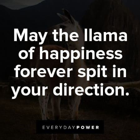 llama quotes may the llama of happiness forever spit in your direction