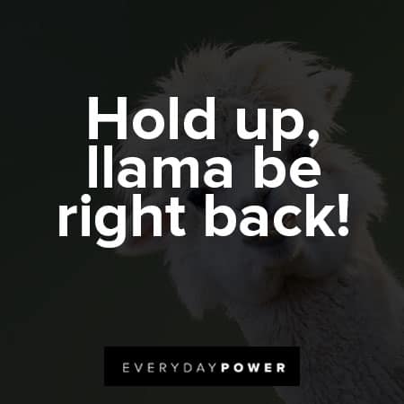 llama quotes about hold up llama be right back
