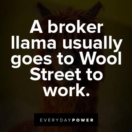 llama quotes about a broker llama usually goes to wool street to work