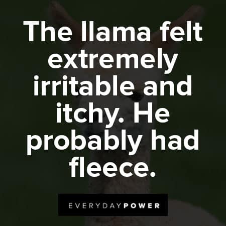 llama quotes about irritable and itchy