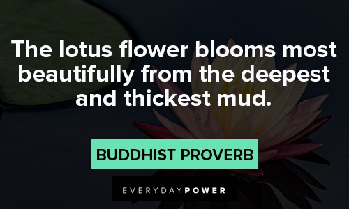 lotus flower quotes about most beaufifully from the deepest and thickest mud