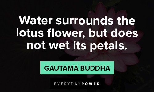 lotus flower quotes about water surrounds the lotus flower