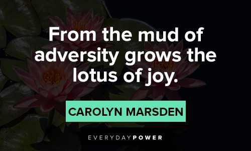 lotus flower quotes from the mud of adversity grows the lotus of joy