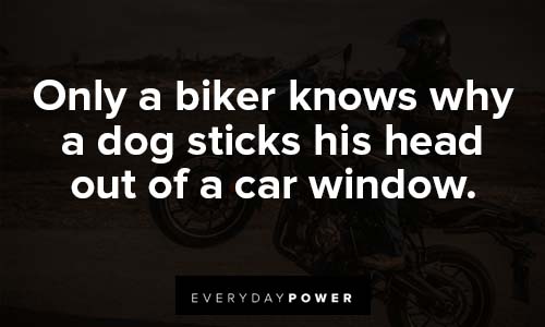 motorcycle quotes about biker knows why a dog sticks his head out of a car window