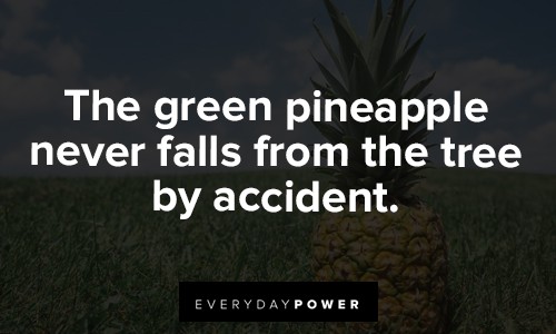 pineapple quotes about the green pineapple never falls from the tree by accident